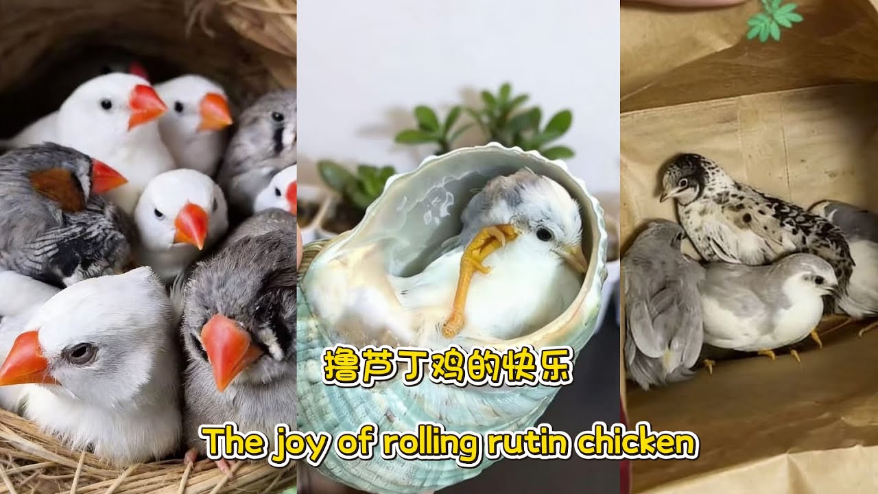 擔芦丁鸡的快乐 The joy of rolling rutin chicken