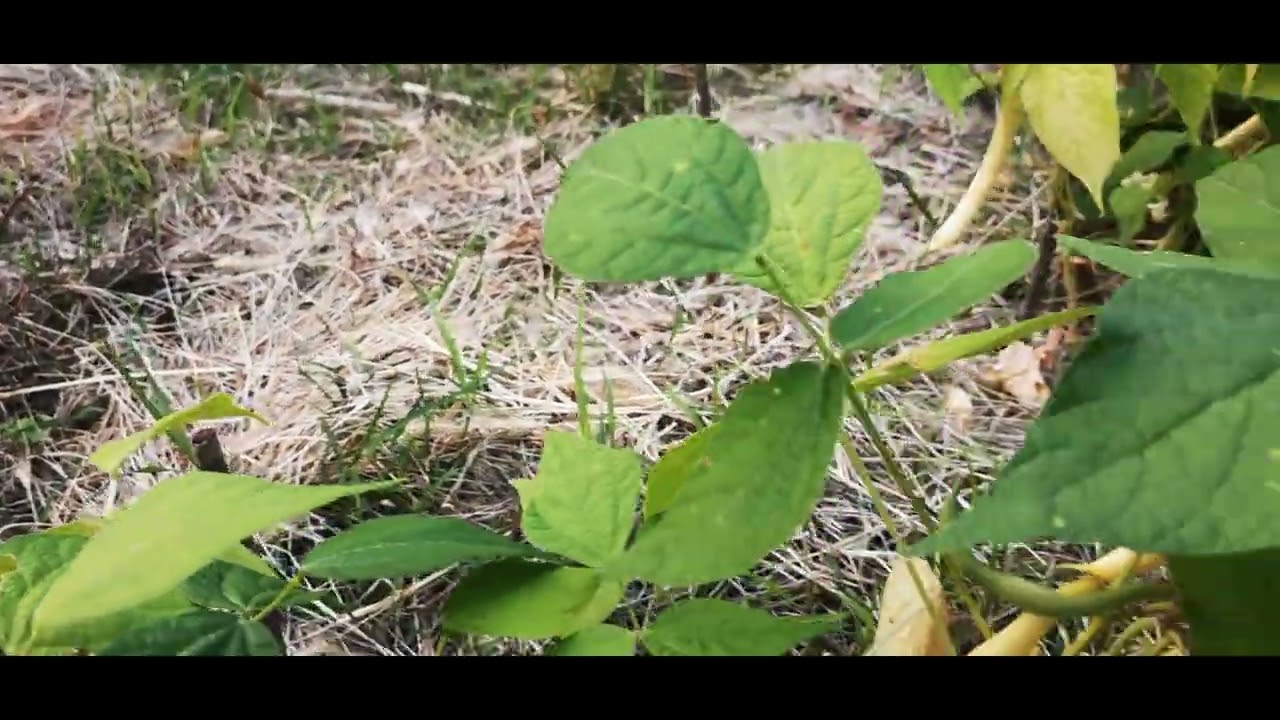 καλλιέργεια φασολιού για όψιμη παραγωγή