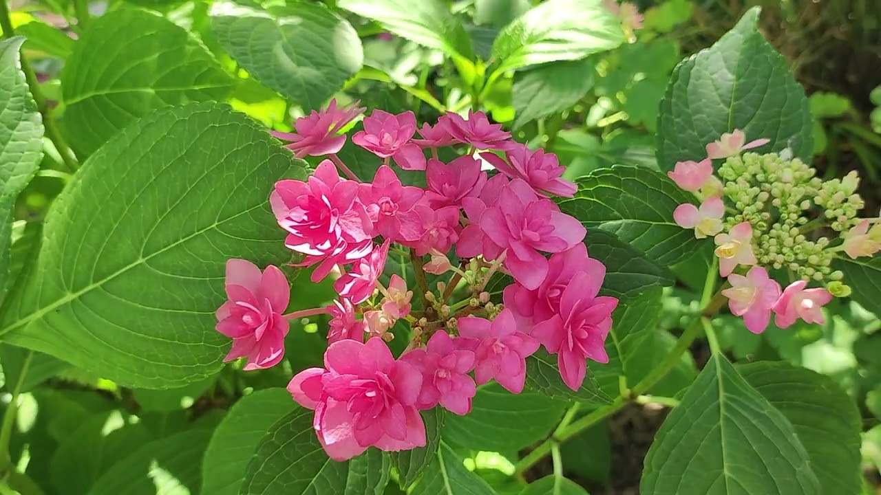 Наш сад в начале июля. Розы, гортензии, лилии, плодовый сад.