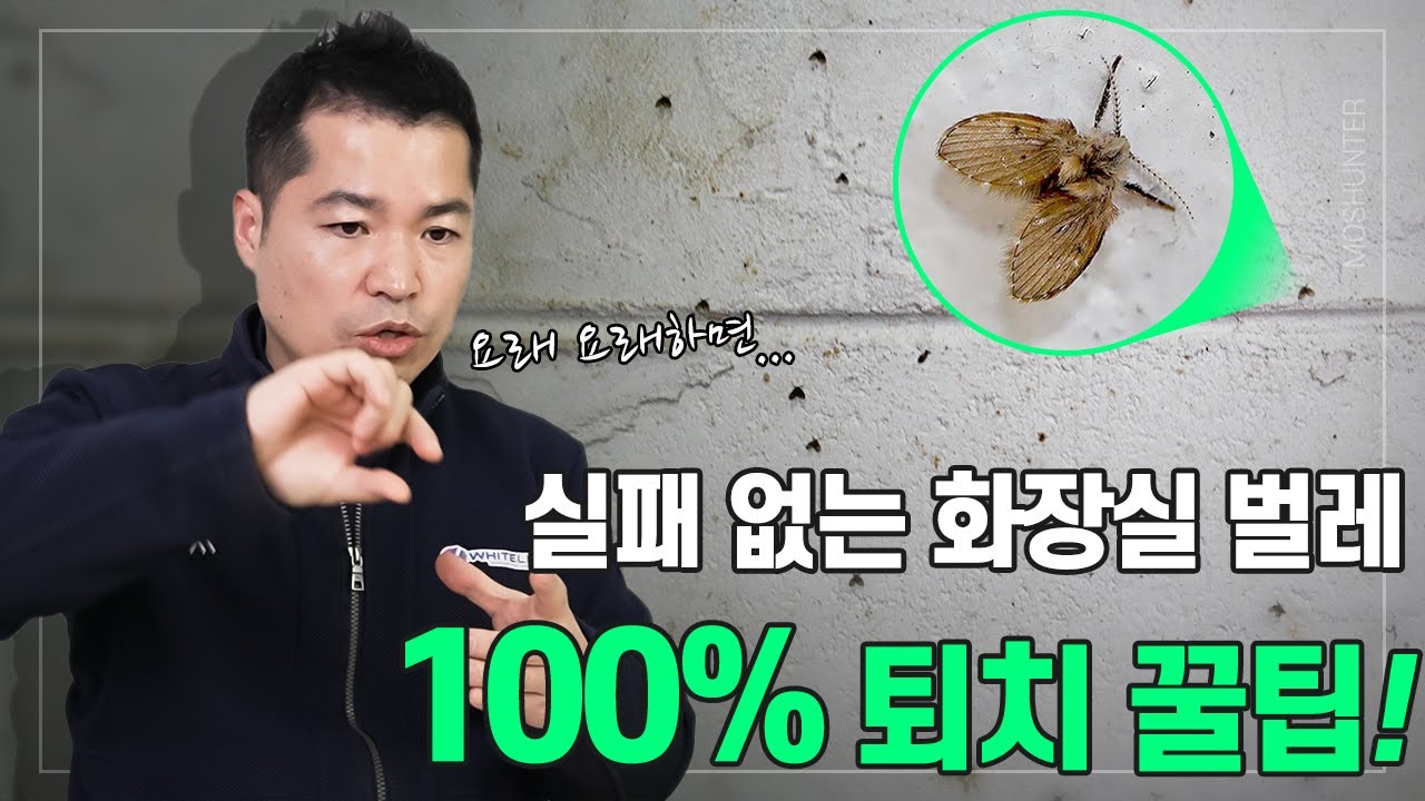 당신이 몰랐던 나방파리의 세계, 실패 없는 나방파리 퇴치법! | 최고 전문가의 꿀팁!