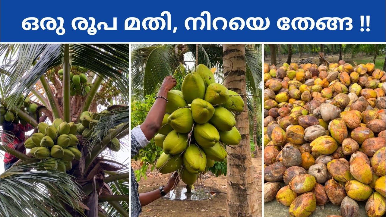 തെങ്ങു നിറയെ തേങ്ങ ഉണ്ടാകാൻ | ഇതുപോലെ വിളവ് കിട്ടും