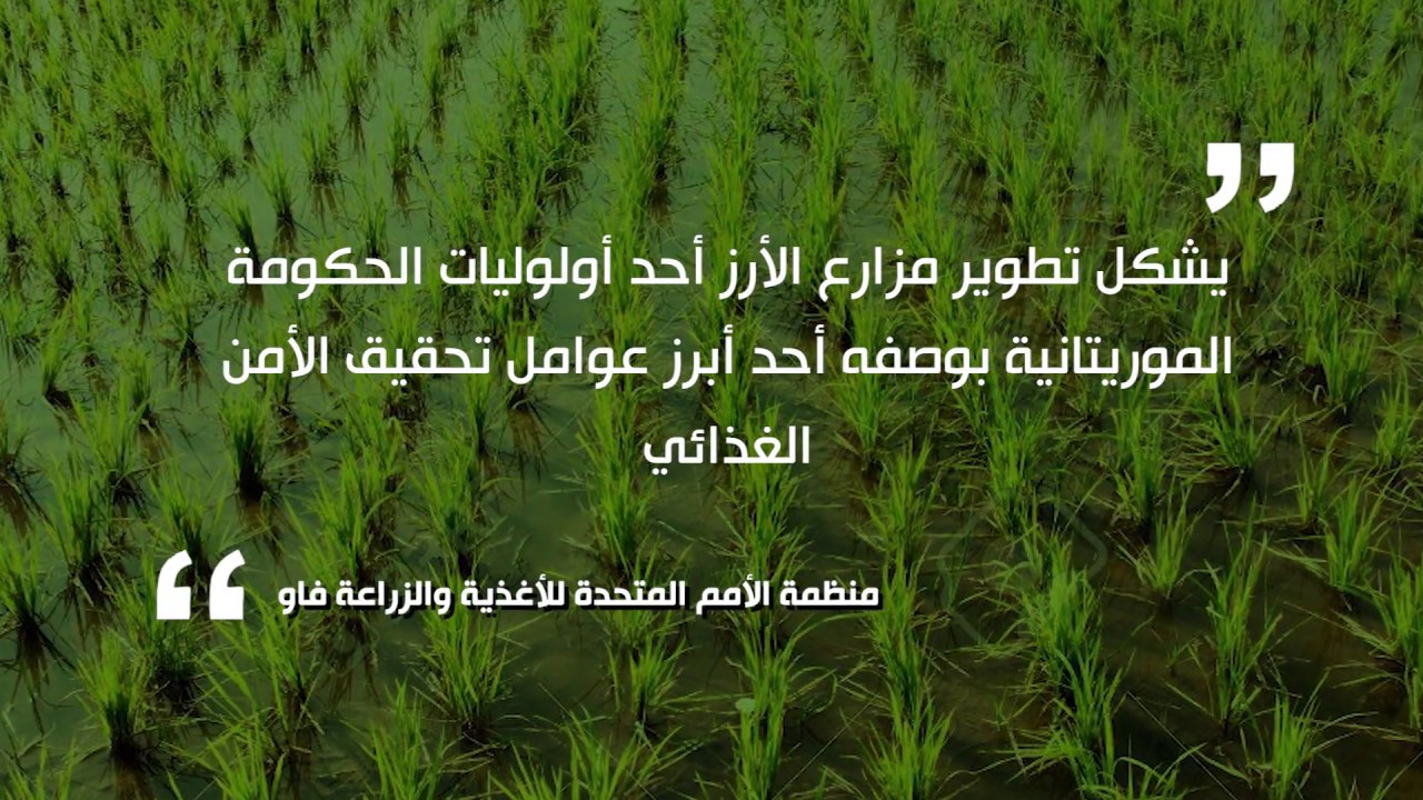 تطور إنتاج مادة الأرز في موريتانيا