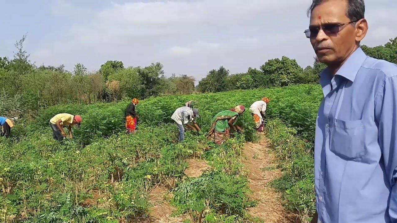 Agriculture of moringa leaves