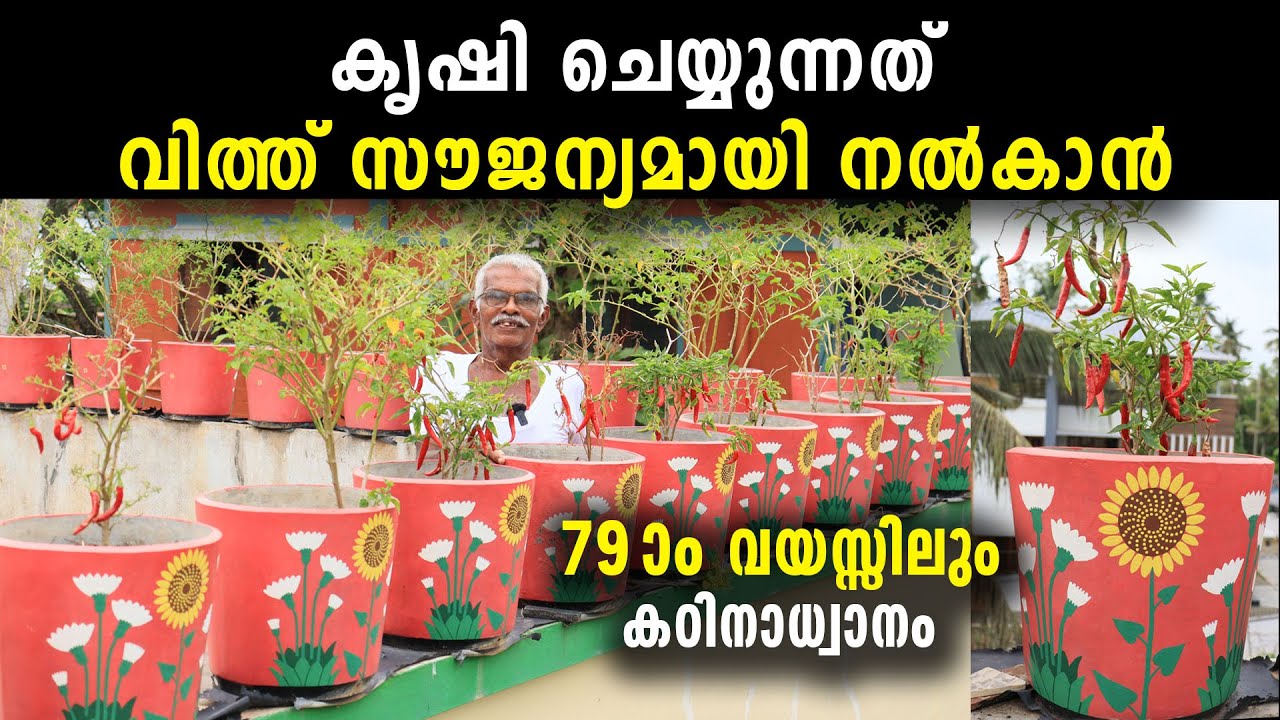 79-ാം വയസ്സിലും കഠിനാധ്വാനം ചെയ്യുന്നത് വിത്ത് സൗജന്യമായി നൽകാൻ,മണ്ണില്‍ പൊന്നുവിളയിച്ച് കൃഷ്ണനാശാരി