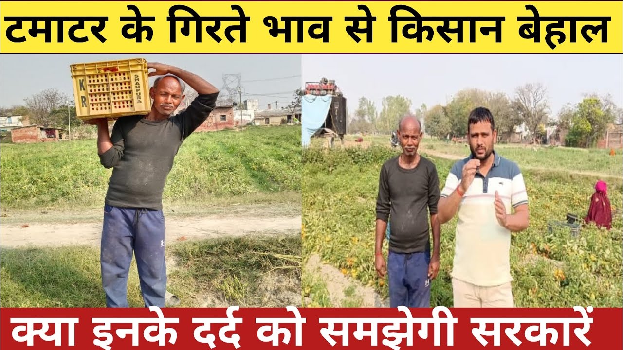 टमाटर के गिरते भाव से किसान बेहाल | लागत भी नहीं निकाल पा रहे किसान | मिट्टी के भाव सब्जियों के दाम 