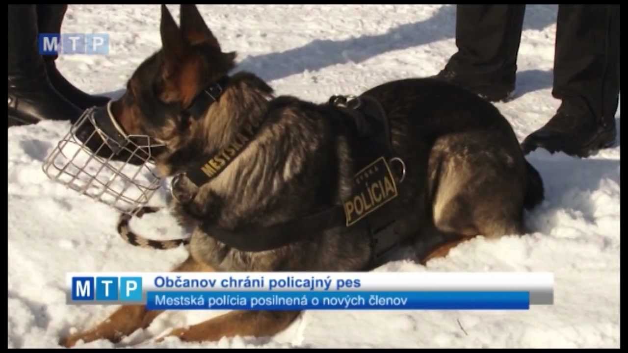 Občanov chráni policajný pes