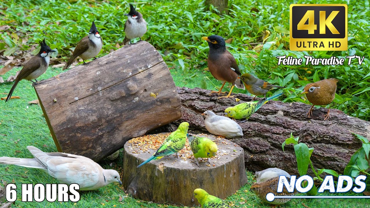 CAT TV NO ADS😻 Birds & Squirrels in 4K HDR for Your Feline Friend