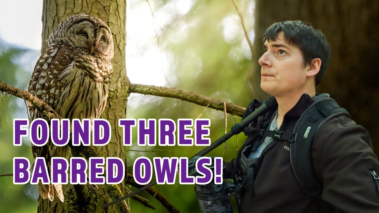 Found Three Barred Owls! – Nikon Z8. Nikkor Z 180-600