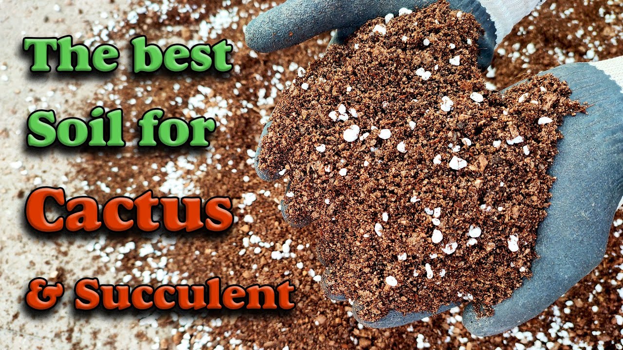 Cactus & Succulent soil mix | How to make the best Cactus & Succulent soil mix?