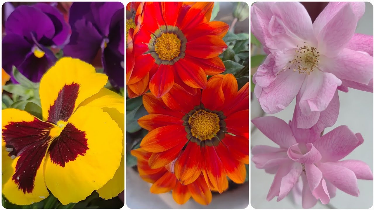  4th step of gardening 