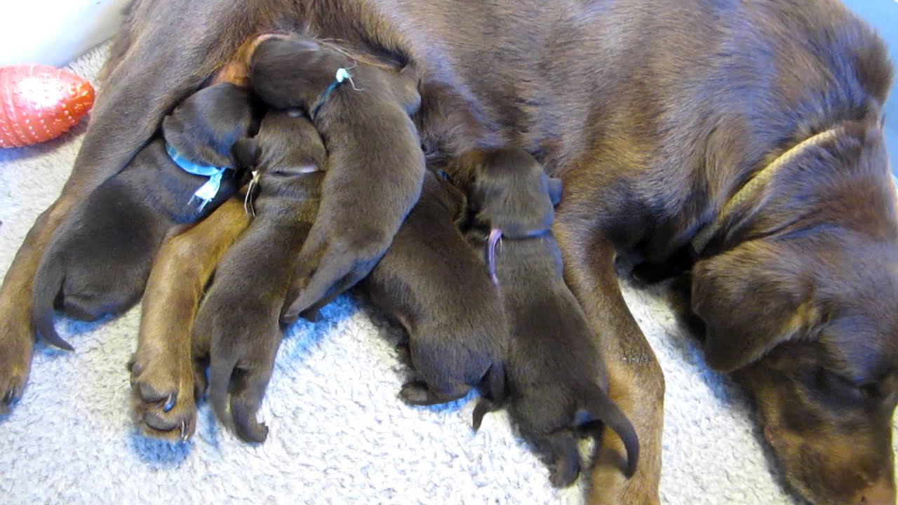 Our 12 day old babies & beautiful PATIENT Mamma Kokomo! 1st 1/2 of litter nursing.
