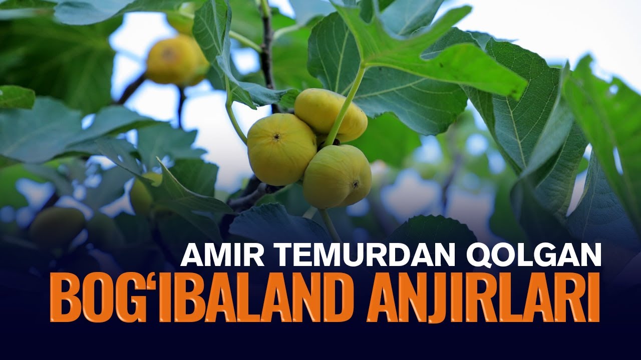 Samarqandning asriy anjirzorlariga suv va toza havo kerak