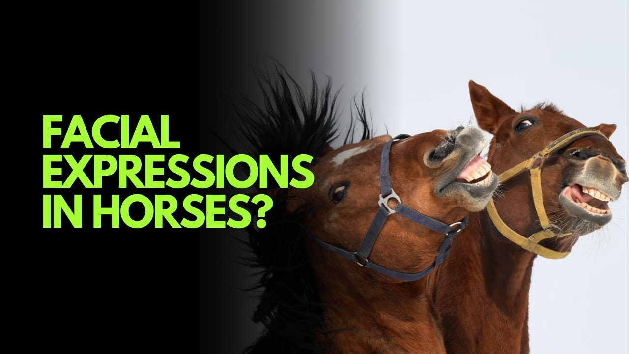 Horses vs. Humans: Who Has More Facial Expressions? 🐴✨