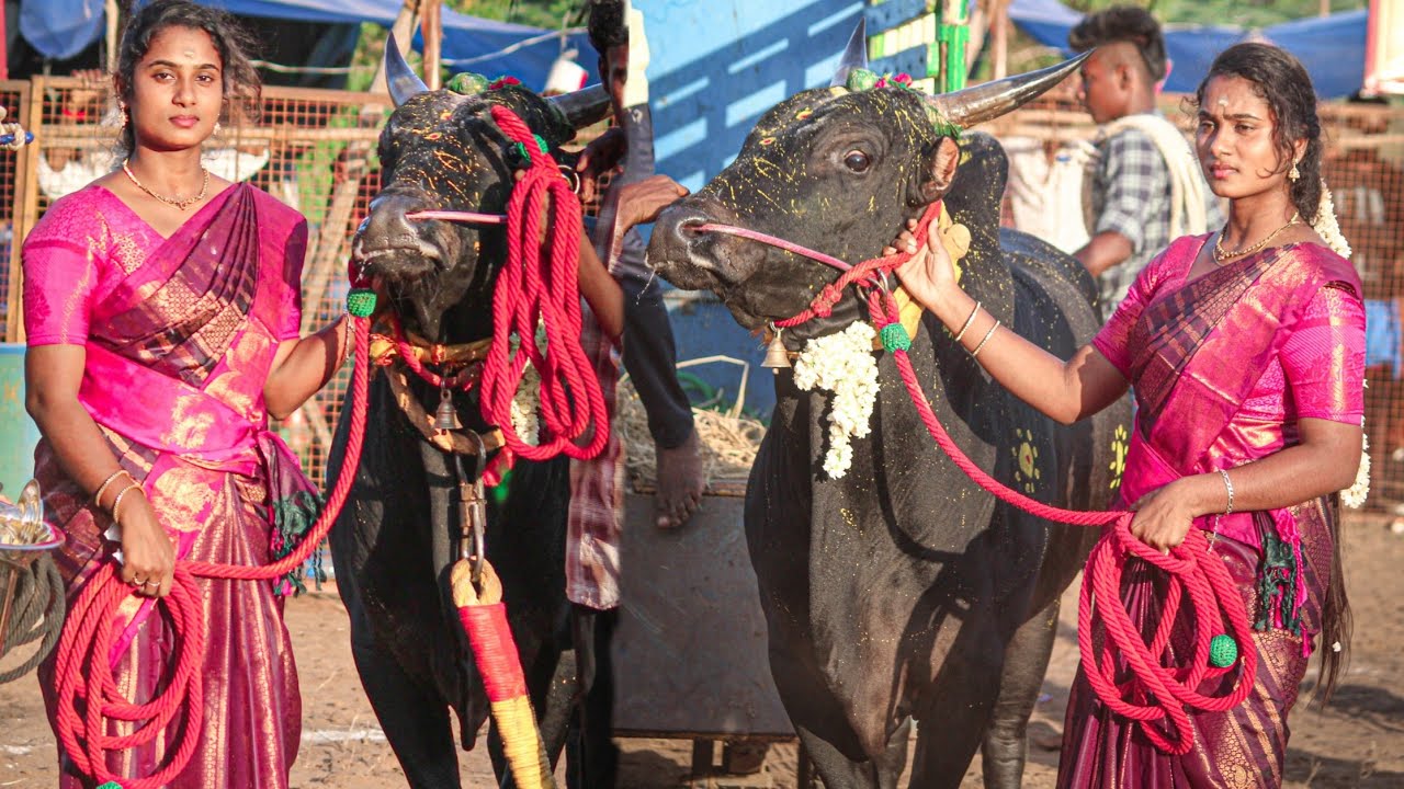 Veeratamizhachi Bull | Singampunari Osaripatti Vadamadu Manjuvirattu 2025 Videos