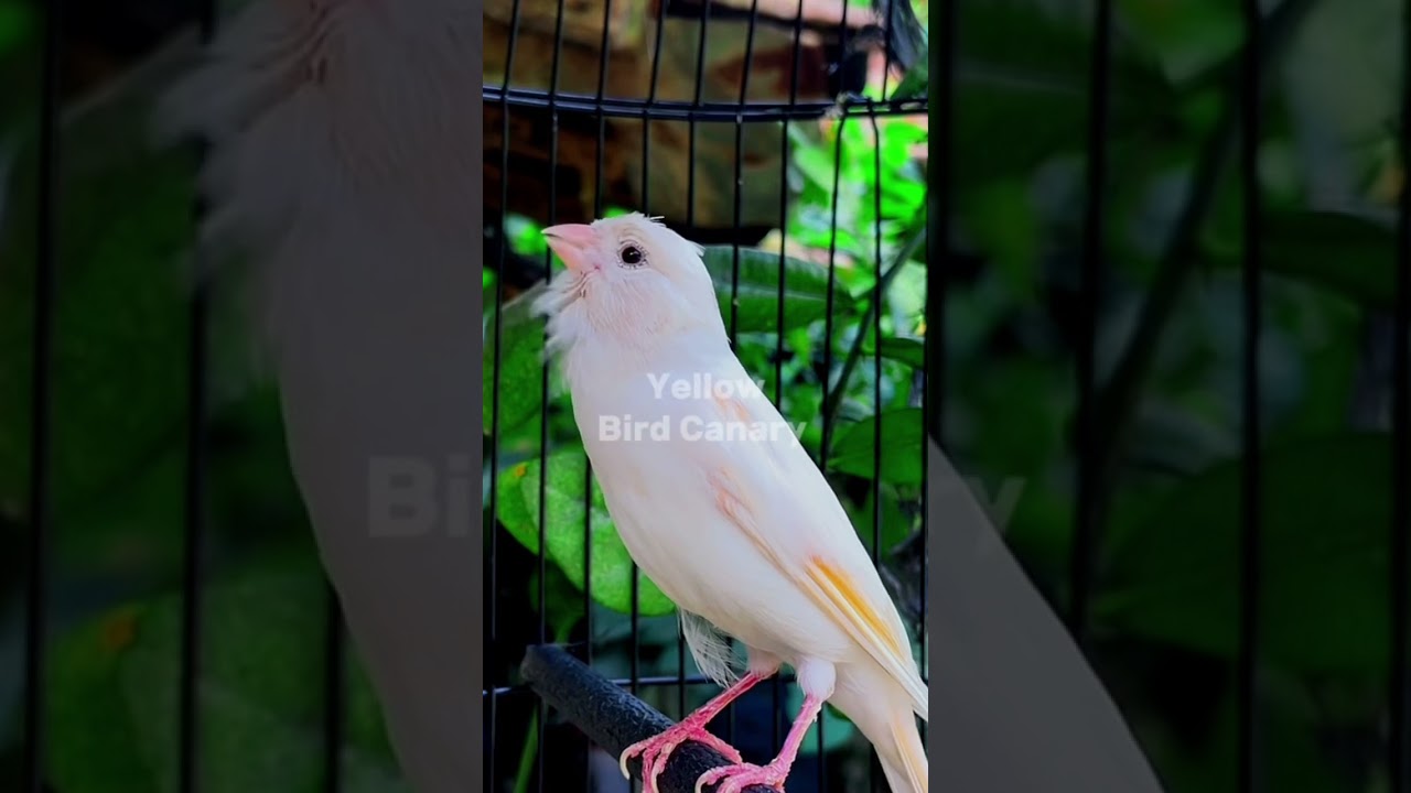 Best Canary Singing Training Video - Belgian Canary Bird Sound