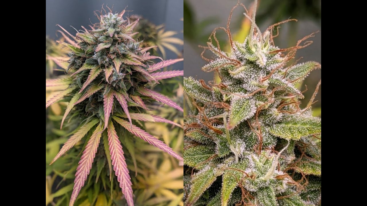 Growing Autoflowers Indoors! Weeks 11-12 Ep3 + Planting New Seeds