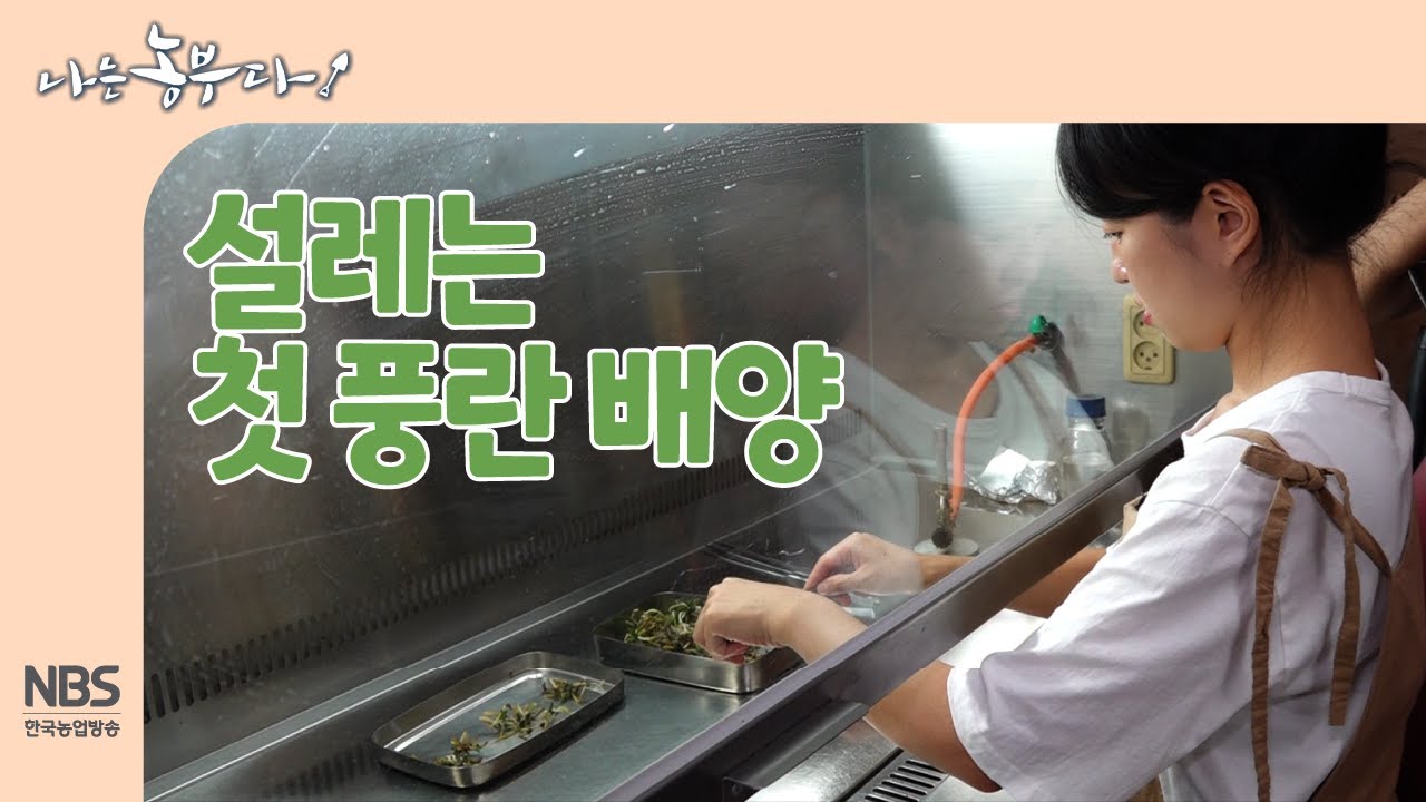 [나는농부다 261회] 설레는 첫 풍란 배양 #풍란배양 #풍란