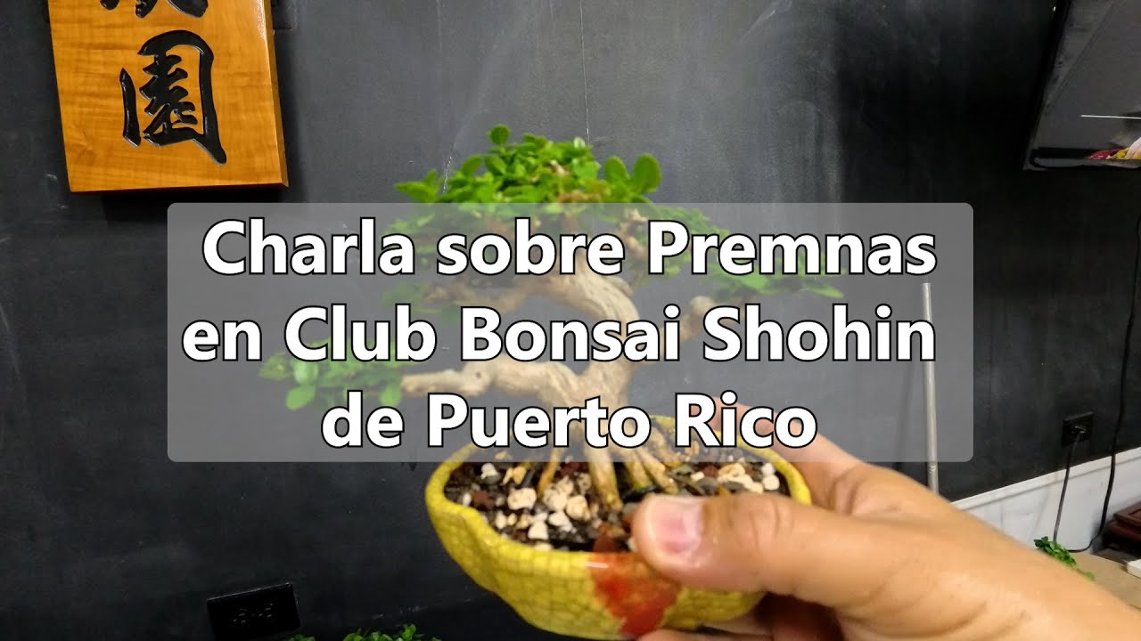 Charla sobre Premnas, una opción ideal para bonsái – Amabi Bonsai Tropical Puerto Rico