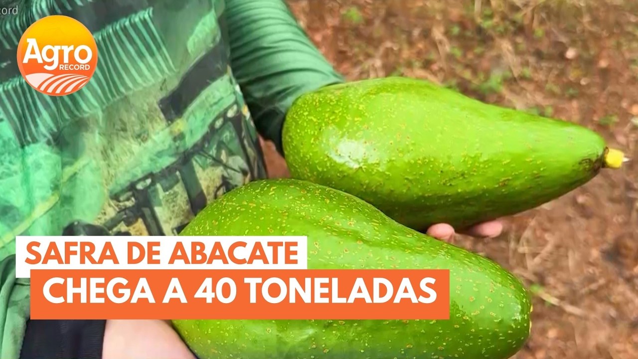 Produção familiar de abacate movimenta cerca de 40 toneladas por ano em Uberlândia