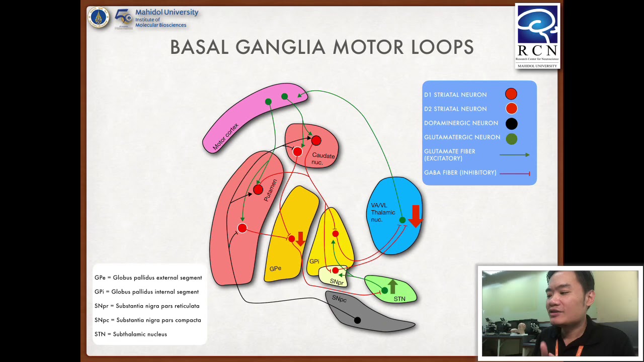 Foundation of Neuroscience | 12.3 Basal Ganglia and Cerebellar Control