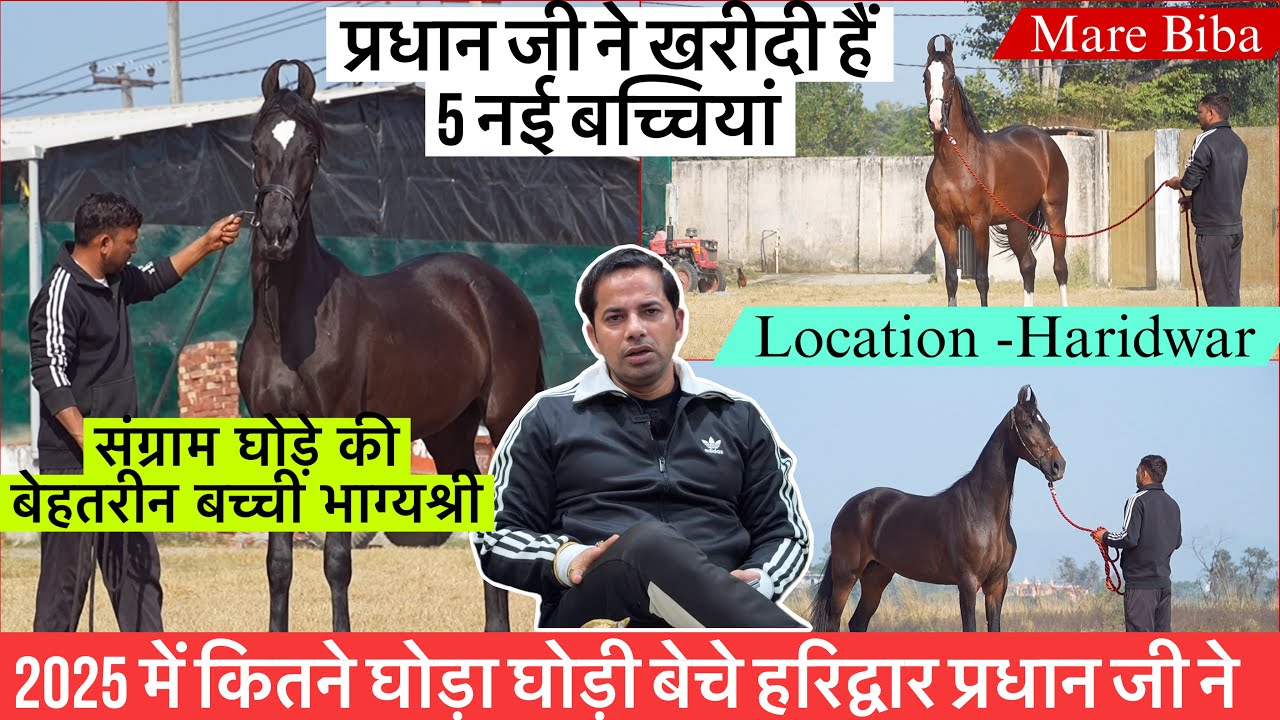 प्रधान जी ने 2025 मैं कितने घोड़े बेचे जानिये संग्राम घोड़े की बेहतरीन बच्ची भाग्य श्री!