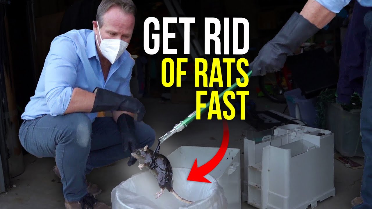 The BEST way to GET RID of Rats and Mice Quickly! New trapping system holds 37 rats!!