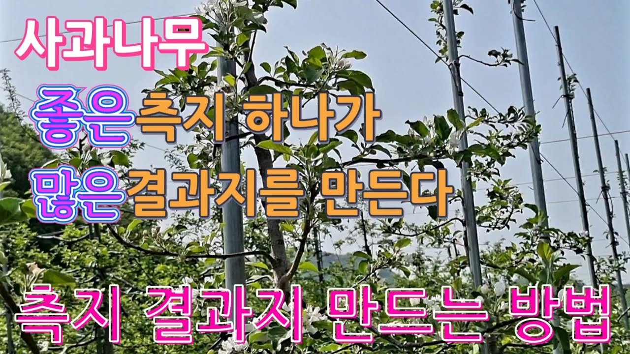 (제74화)사과나무 좋은 측지 결과지 만드는 방법