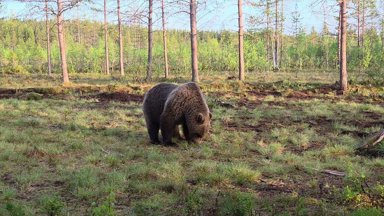 Brown bear Finland Martinselkonen wilds centre