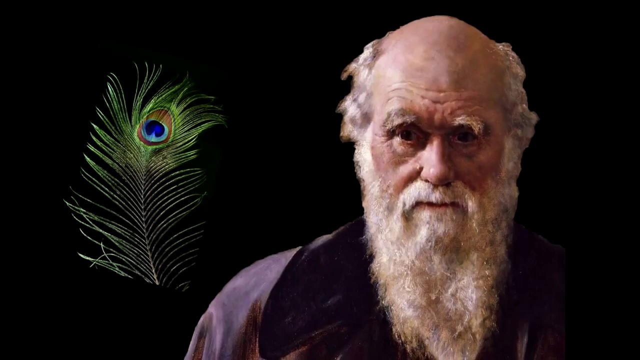 Peacock feathers make Darwin sick