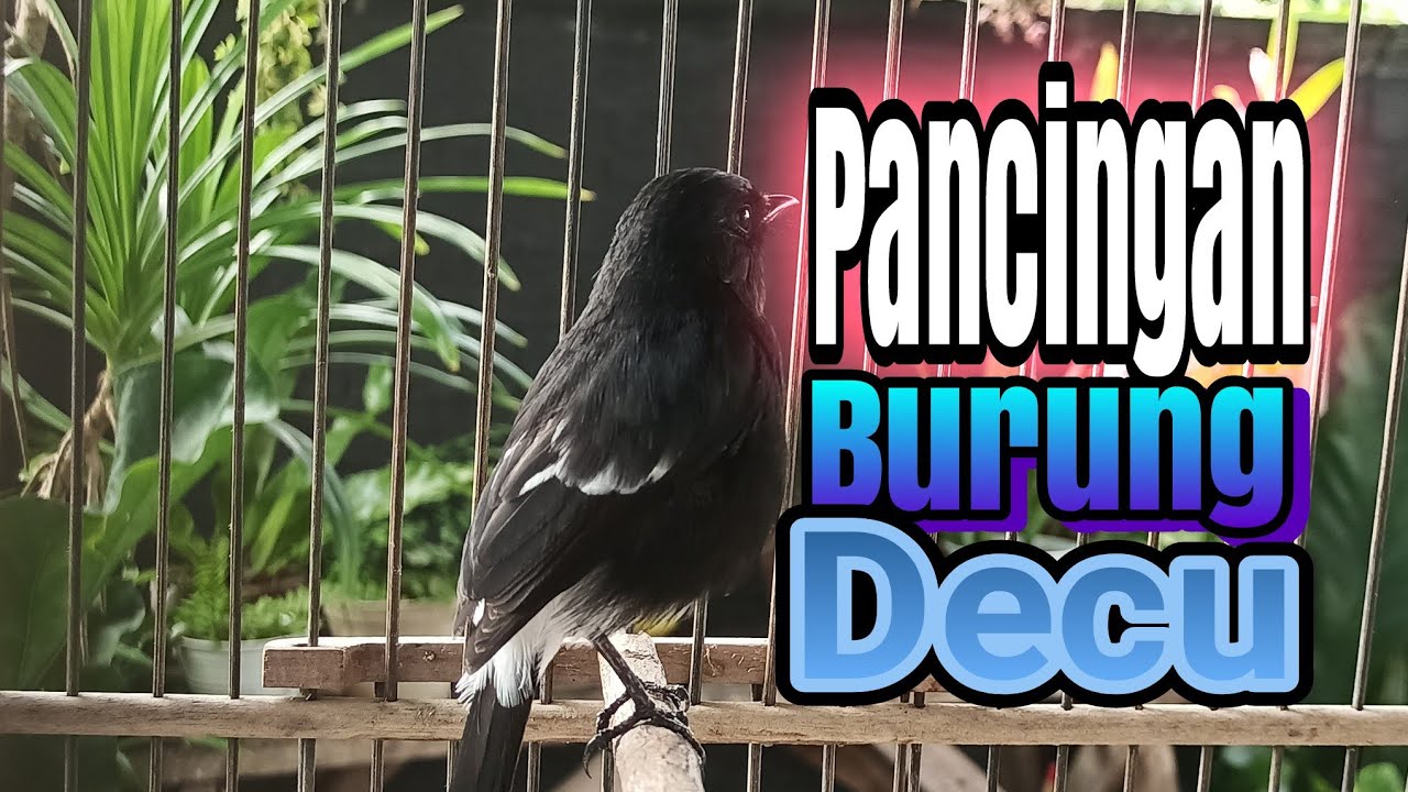 Decu Gacor Untuk Pancingan Decu Agar Bunyi