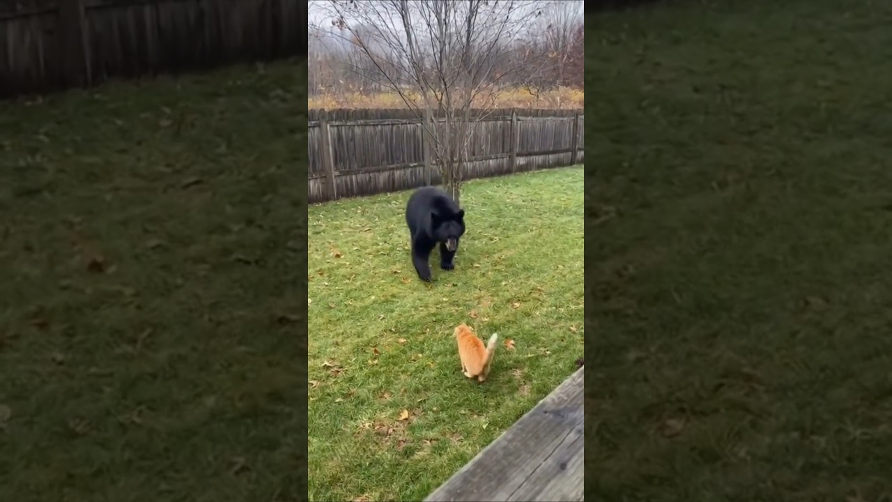 Cat vs Bear: Backyard Cam Catches the Funniest &ldquo;Nope!&rdquo;