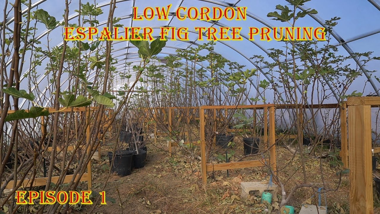 Low Cordon Espalier Fig Tree Pruning Episode 1