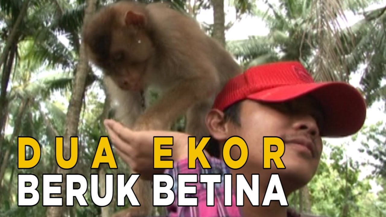 Dua ekor beruk ini memiliki karakter yang berbeda | JELAJAH