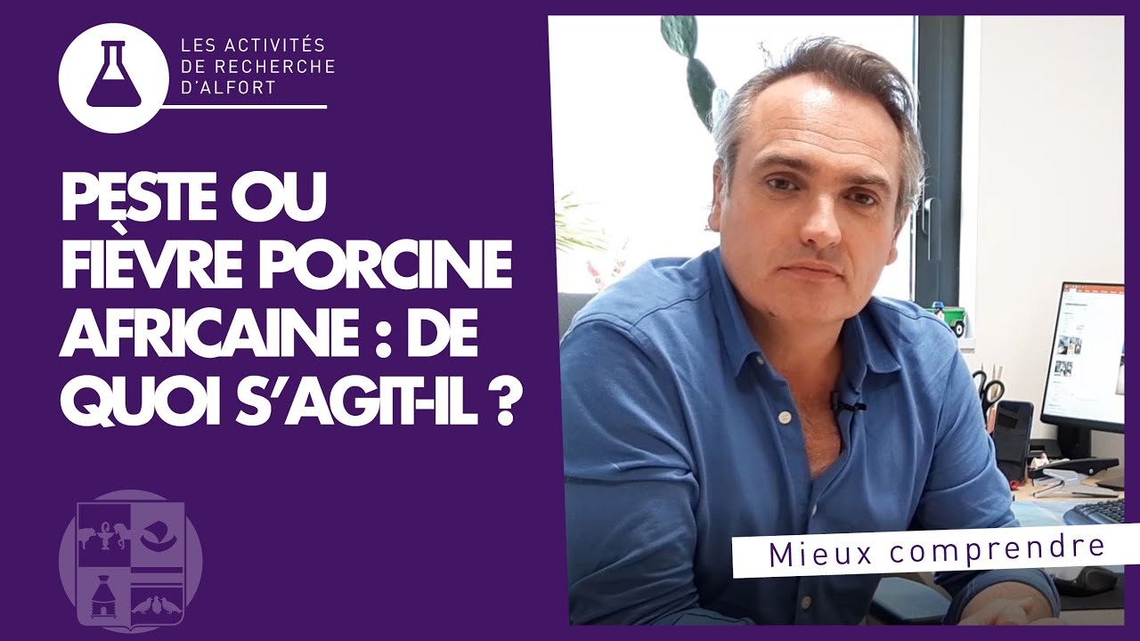 Peste porcine africaine : de quoi parle-t-on ?