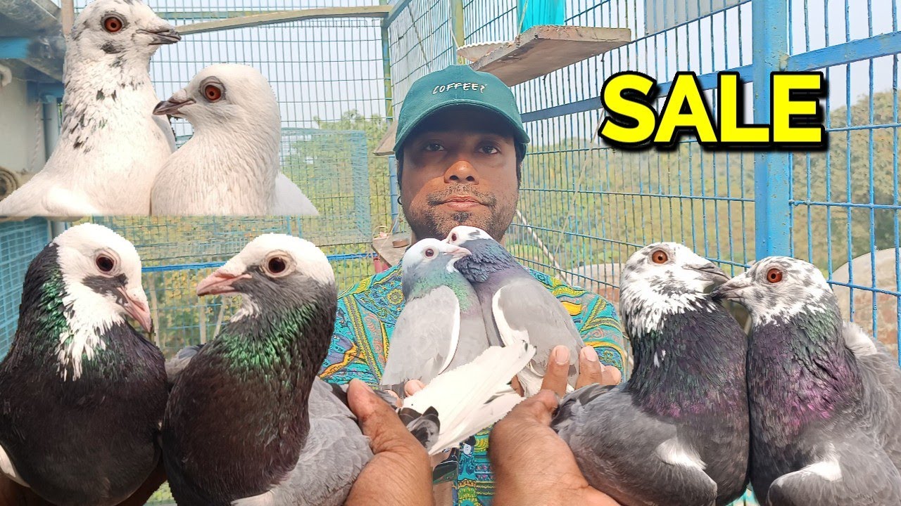 TOP QUALITY MADRASI MALWAI PIGEON FOR SALE