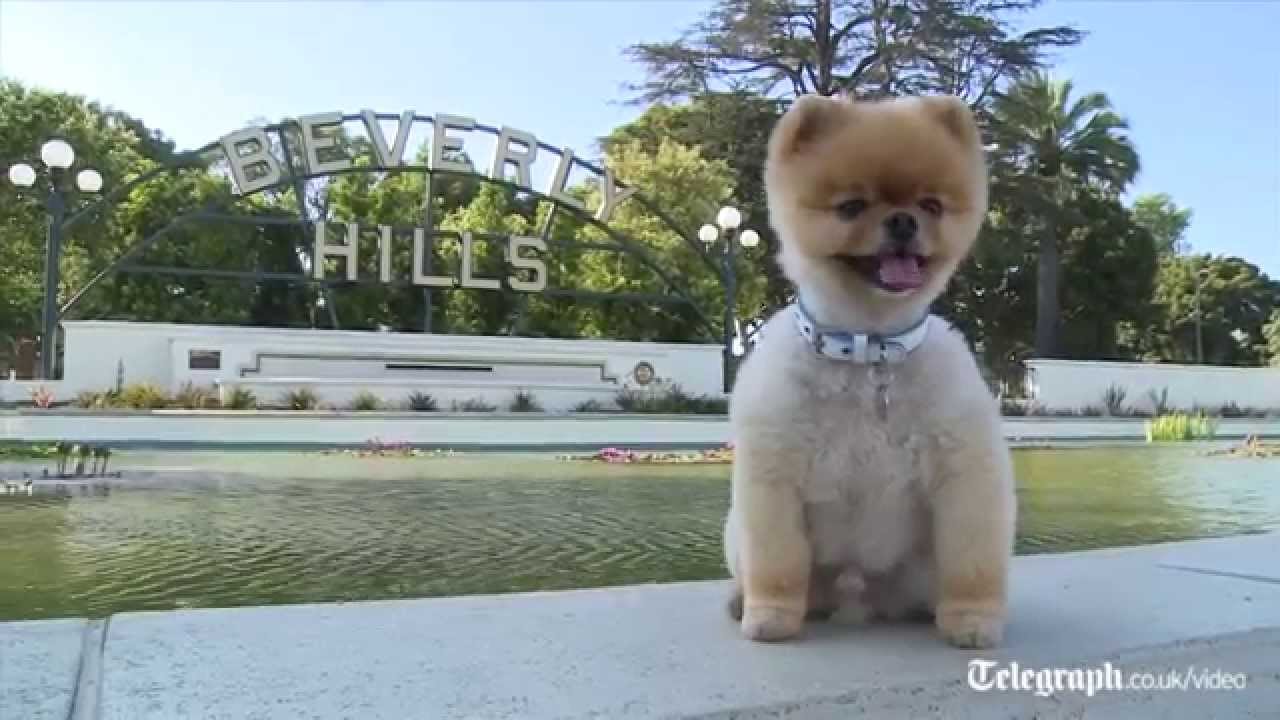Jiff the dog earns double world record for walking on two legs