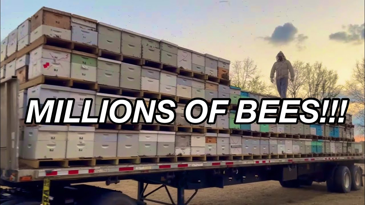 MILLIONS of BEES!!! Pollination Bees Return