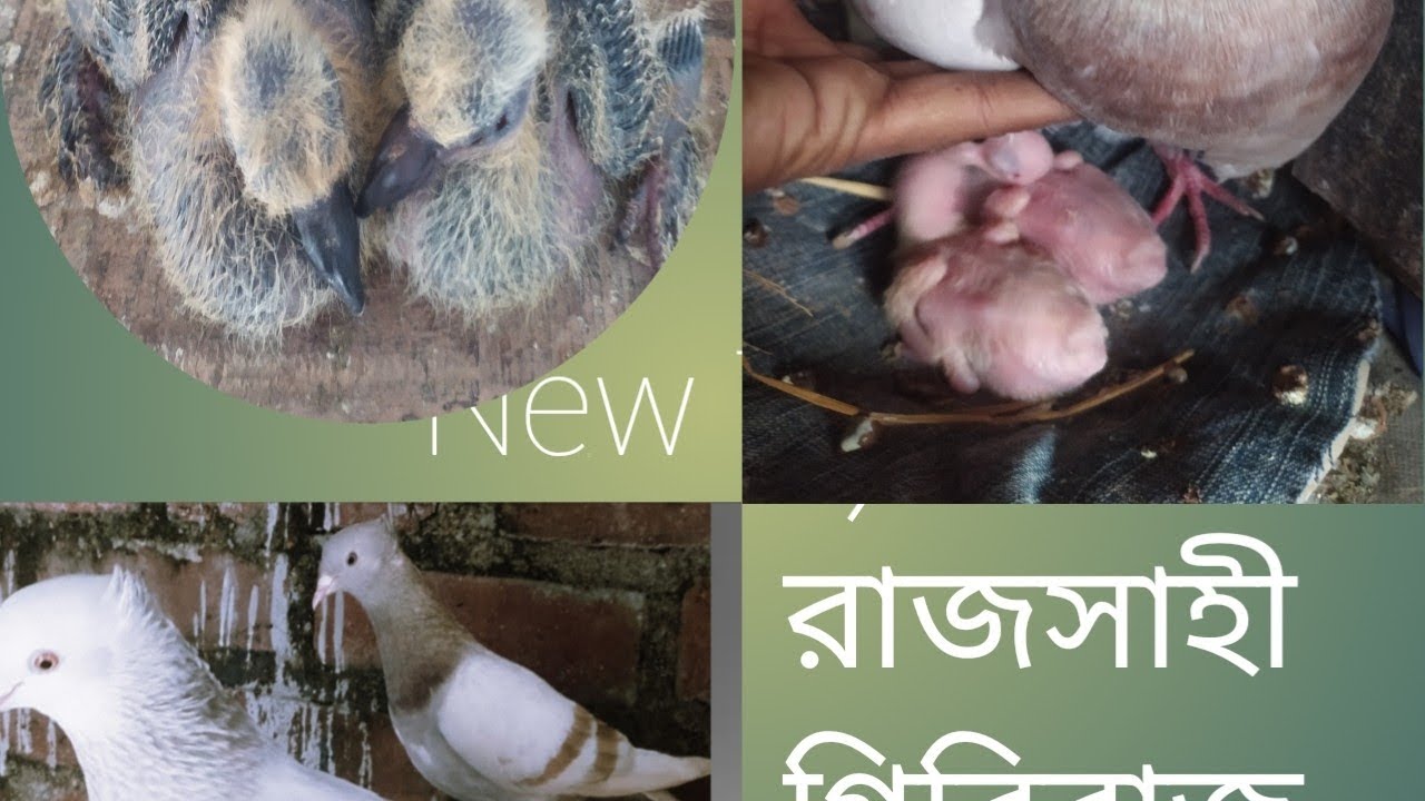 রাজসাহী গিরিবাজ পাট 1 M9339188620