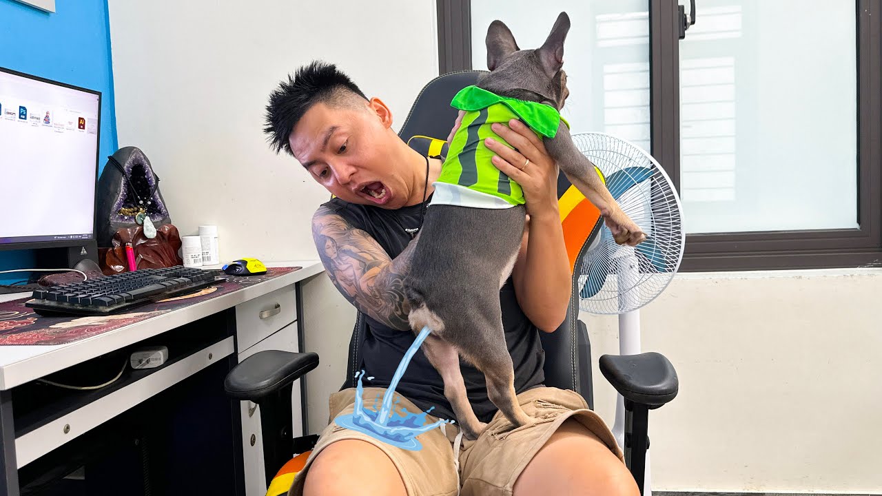 Unexpected Situation: My Dog Accidentally Peed on Me