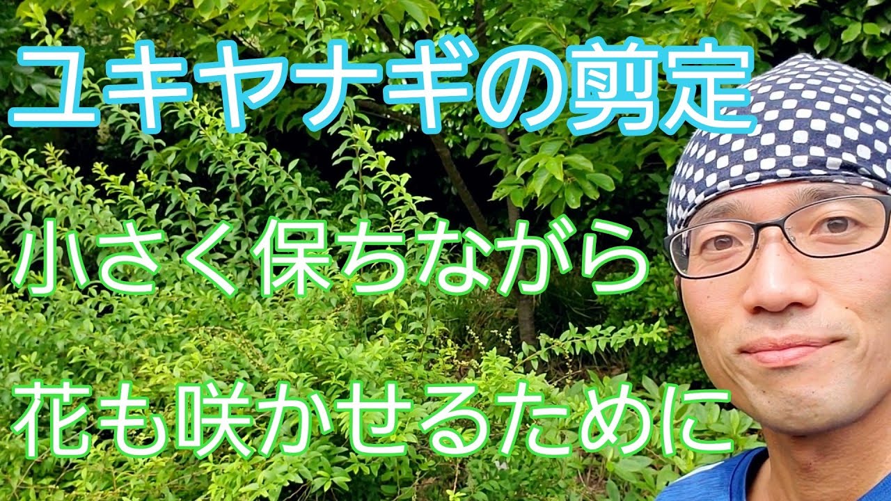 【ユキヤナギの剪定】小さく、自然風に保ち、花も咲かせるための手入れ🌿✨