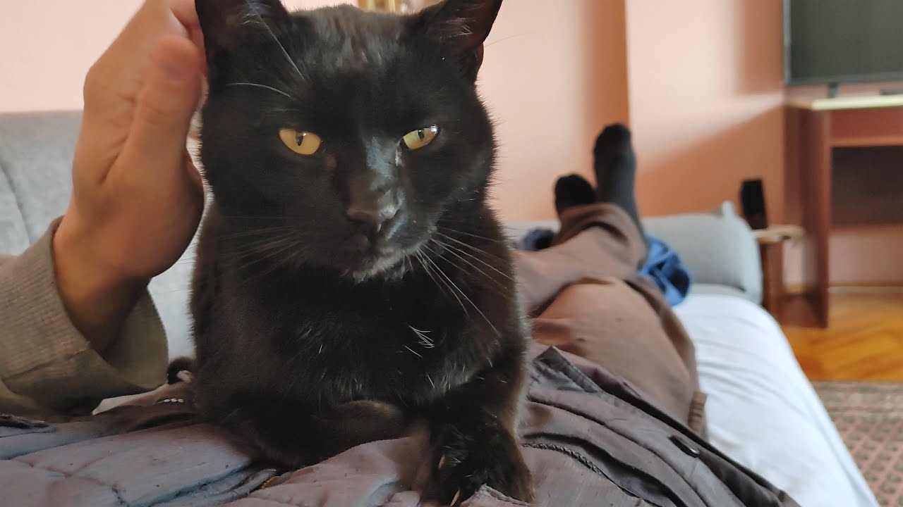 Cat Kneading And Purring On Human