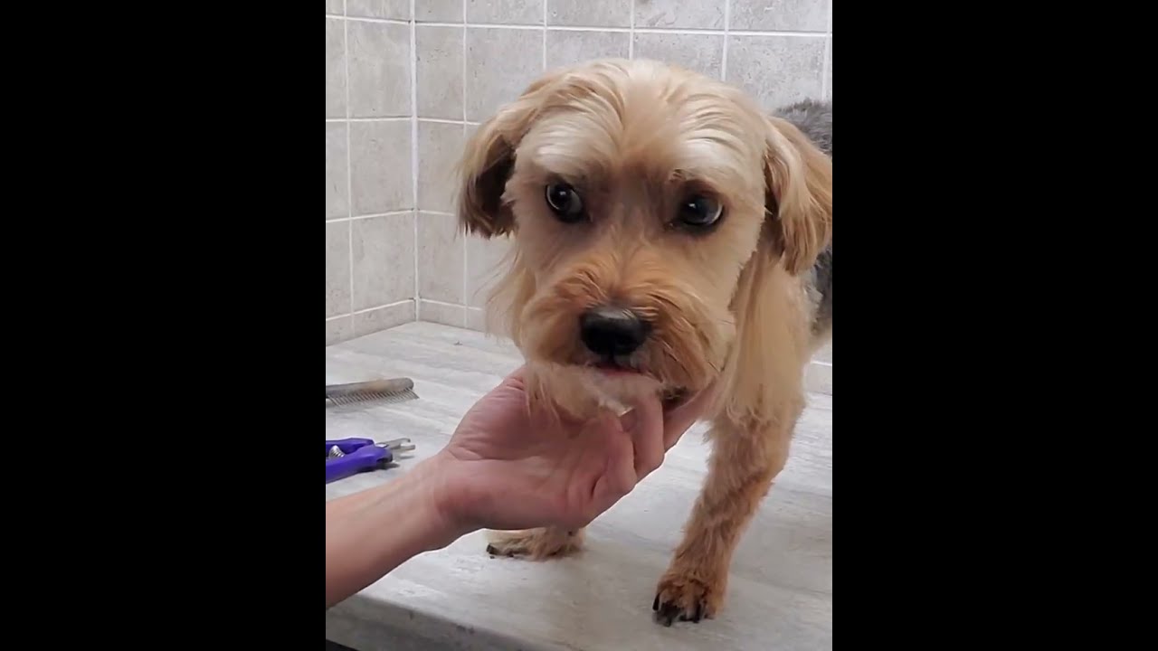 Romeo Morkie, full groom with short videos, dog grooming