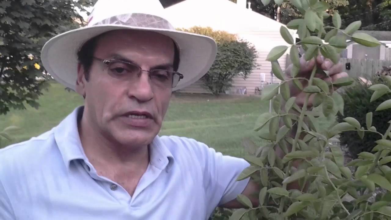 Summer pruning on rose, هرس گل رز در تابستان، آ موزش باغبانی با صابر