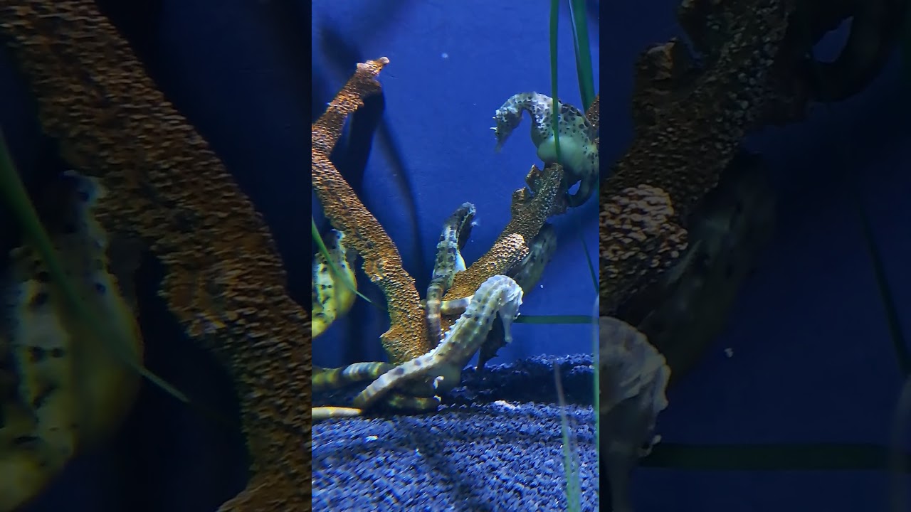 Group of Sea Horse 