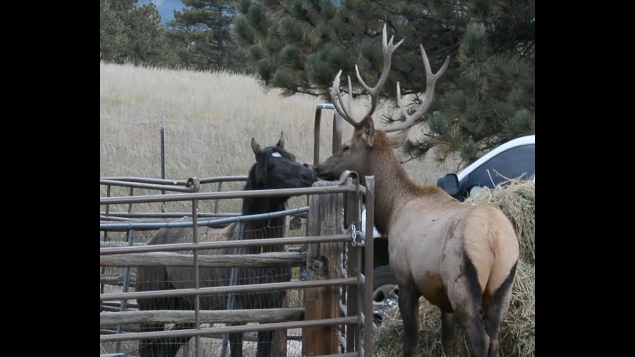 Elk Horse
