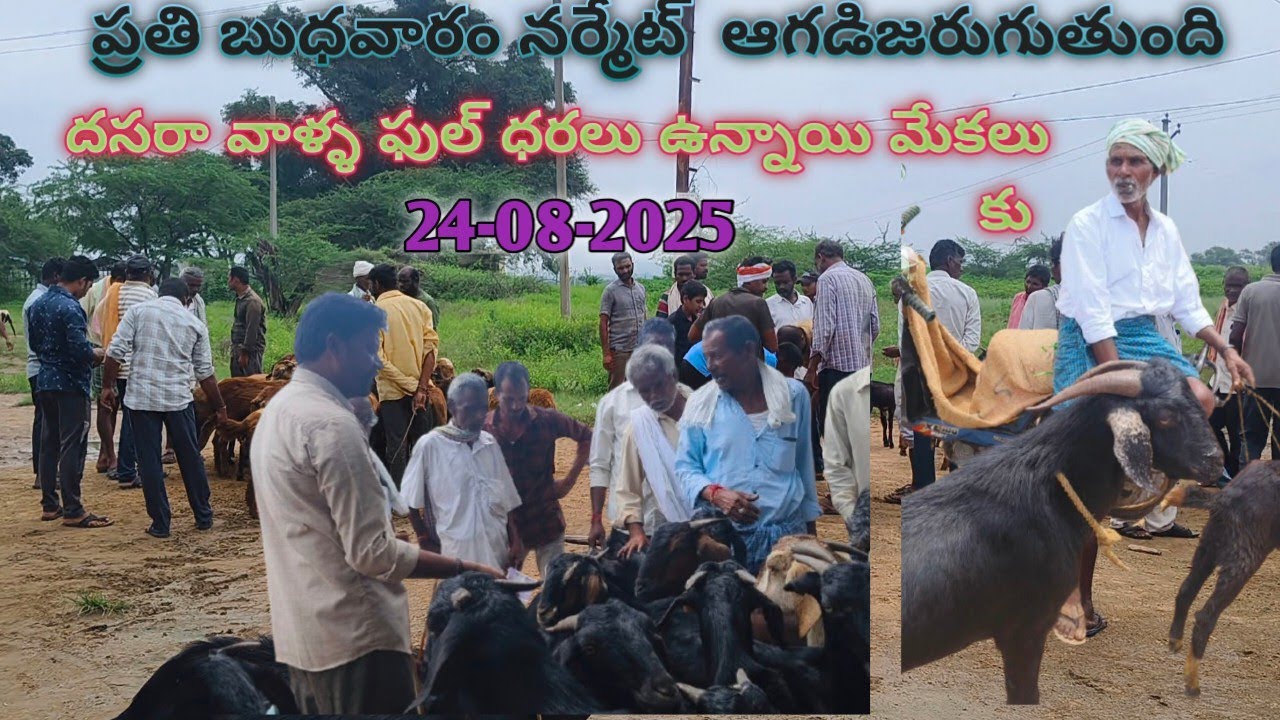 గొర్ల ఆగండీ ధరలు ఏ విందంగా ఉన్నాయి మీకు కావలింటే ఈ నెంబర్ కాల్ చెడండి9676780932