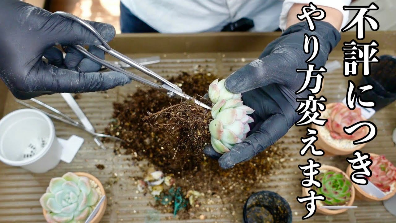 淋しい多肉植物　【園芸超人カーメン君】