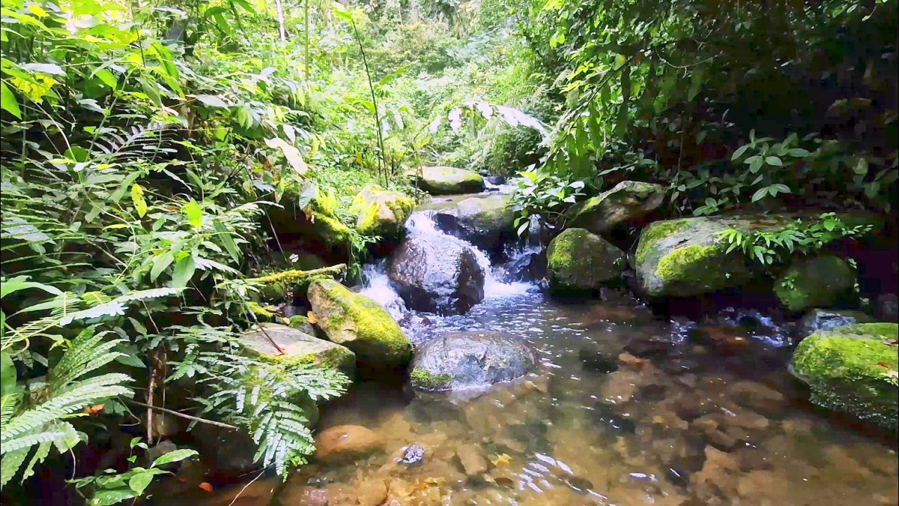 🌿Sleep Better Tonight with Gentle Forest Creek & Crystal Clear Water Over Mossy Rocks