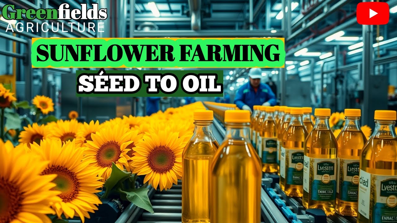 Inside the Massive U.S. SUNFLOWER Empire: FARMING to OIL Secrets!
