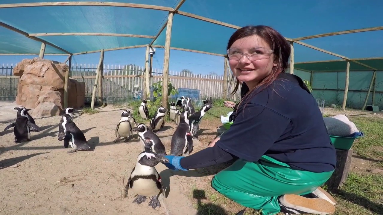 World Unite! - A day as a volunteer at the Penguin Rescue Centre in Port Elizabeth/South Africa